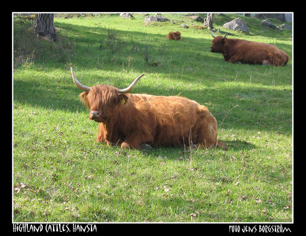 Highland Cattles, Hansta